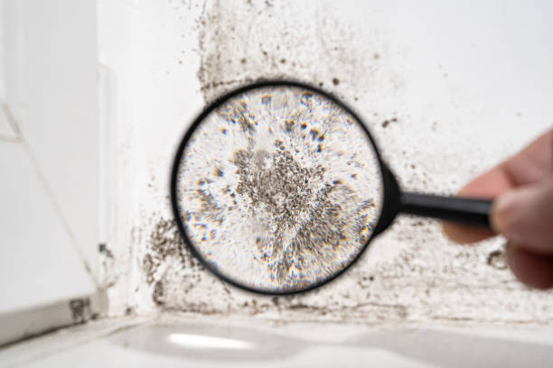 Why You Should Choose Our Mold Remediation Services in Dunlap, OH